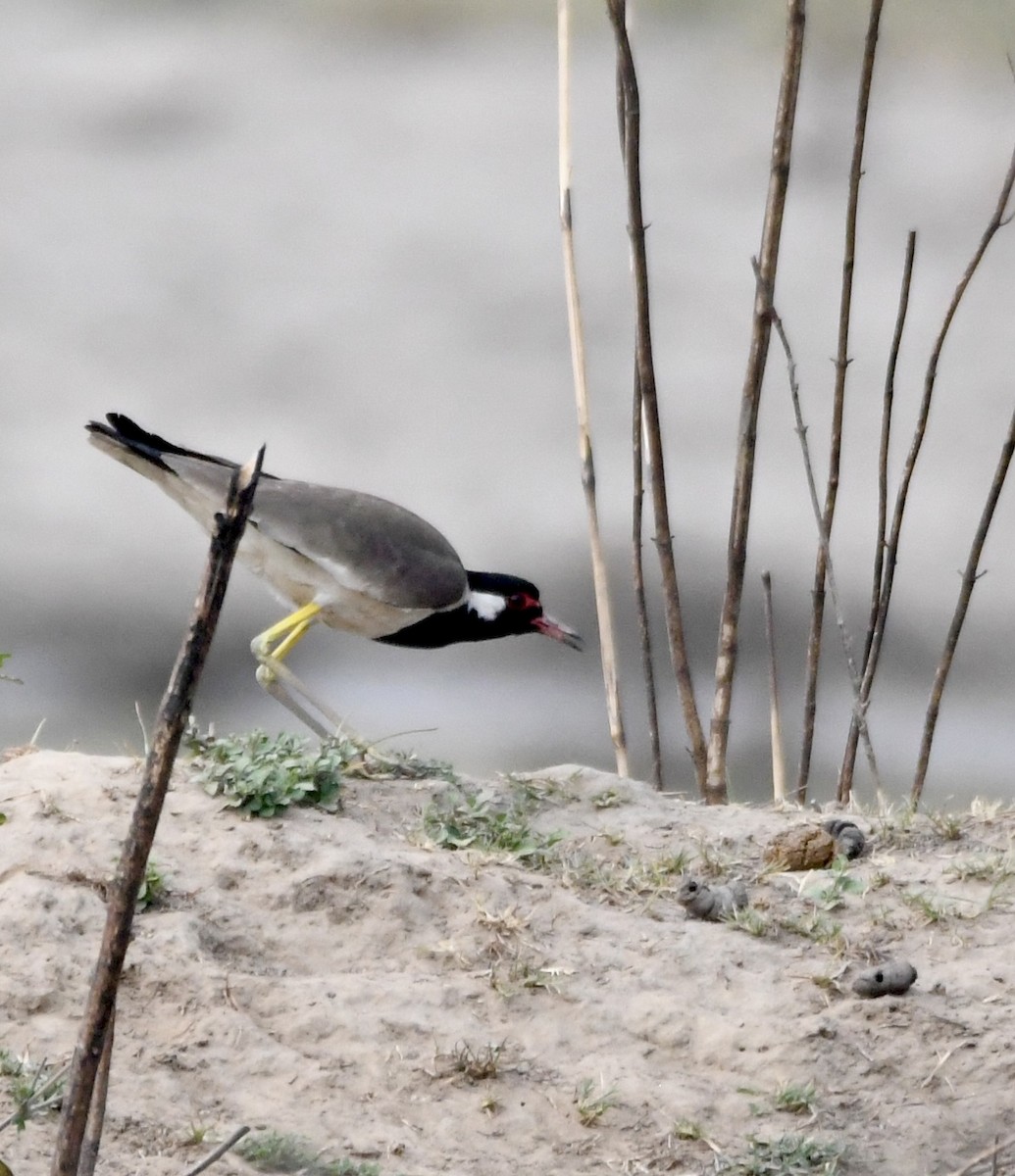 Red-wattled Lapwing - ML620834541