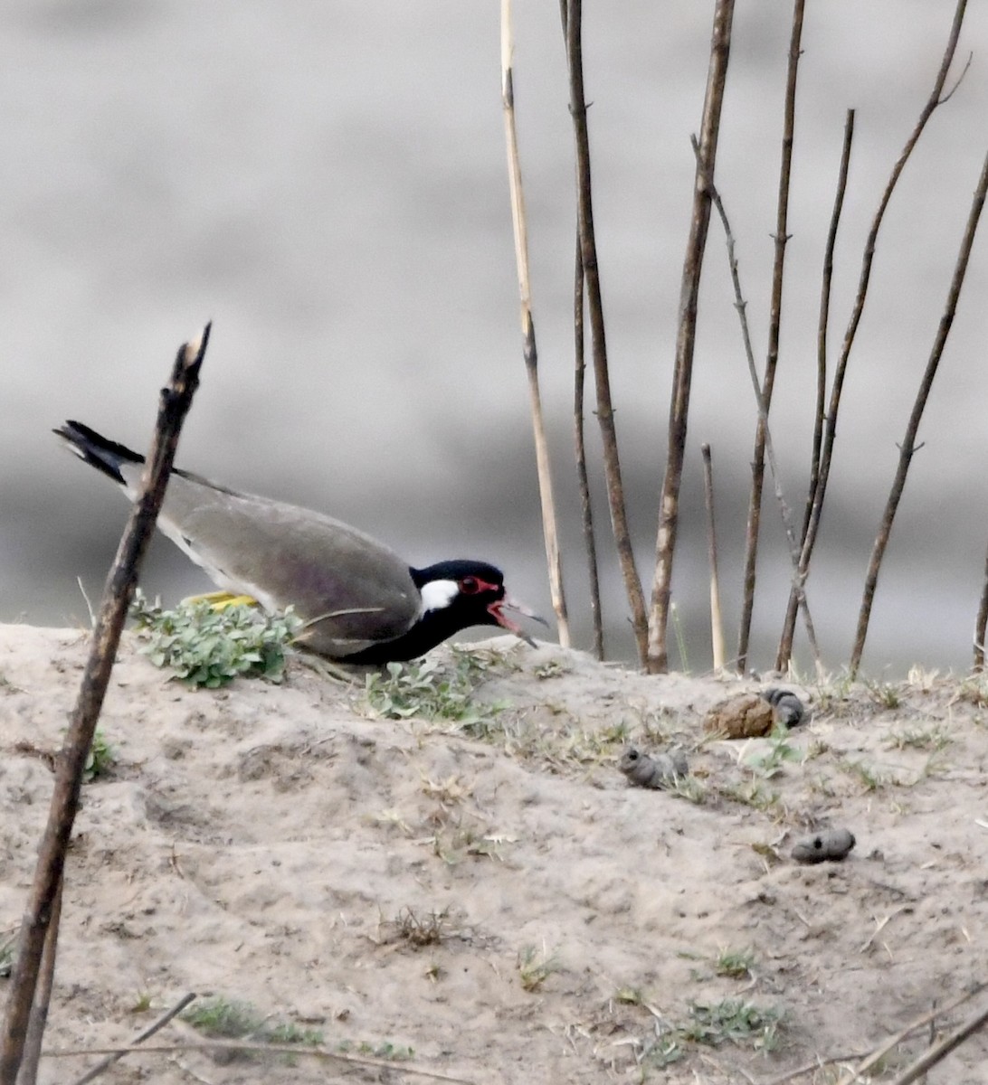 Red-wattled Lapwing - mark perry