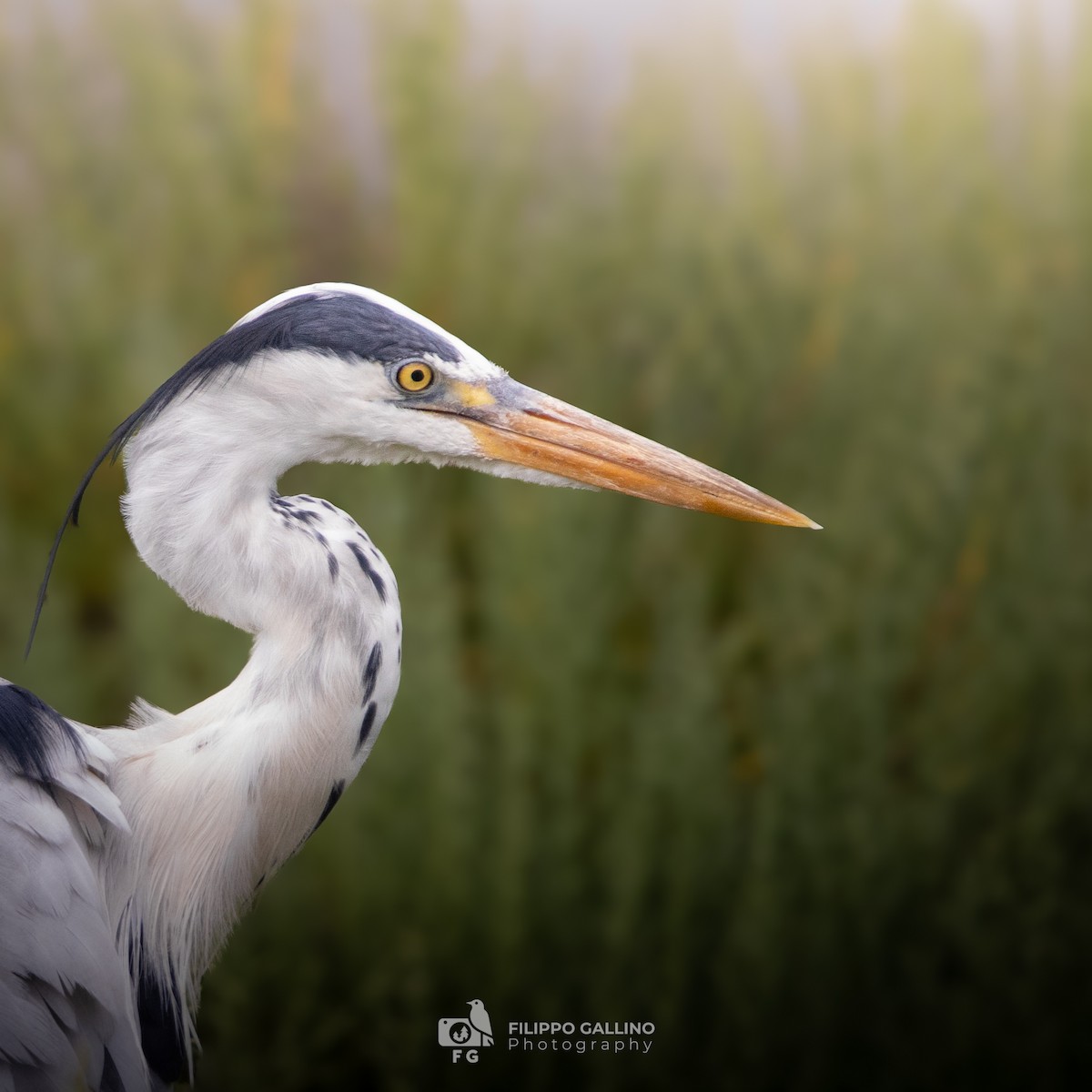 Gray Heron - ML620834545