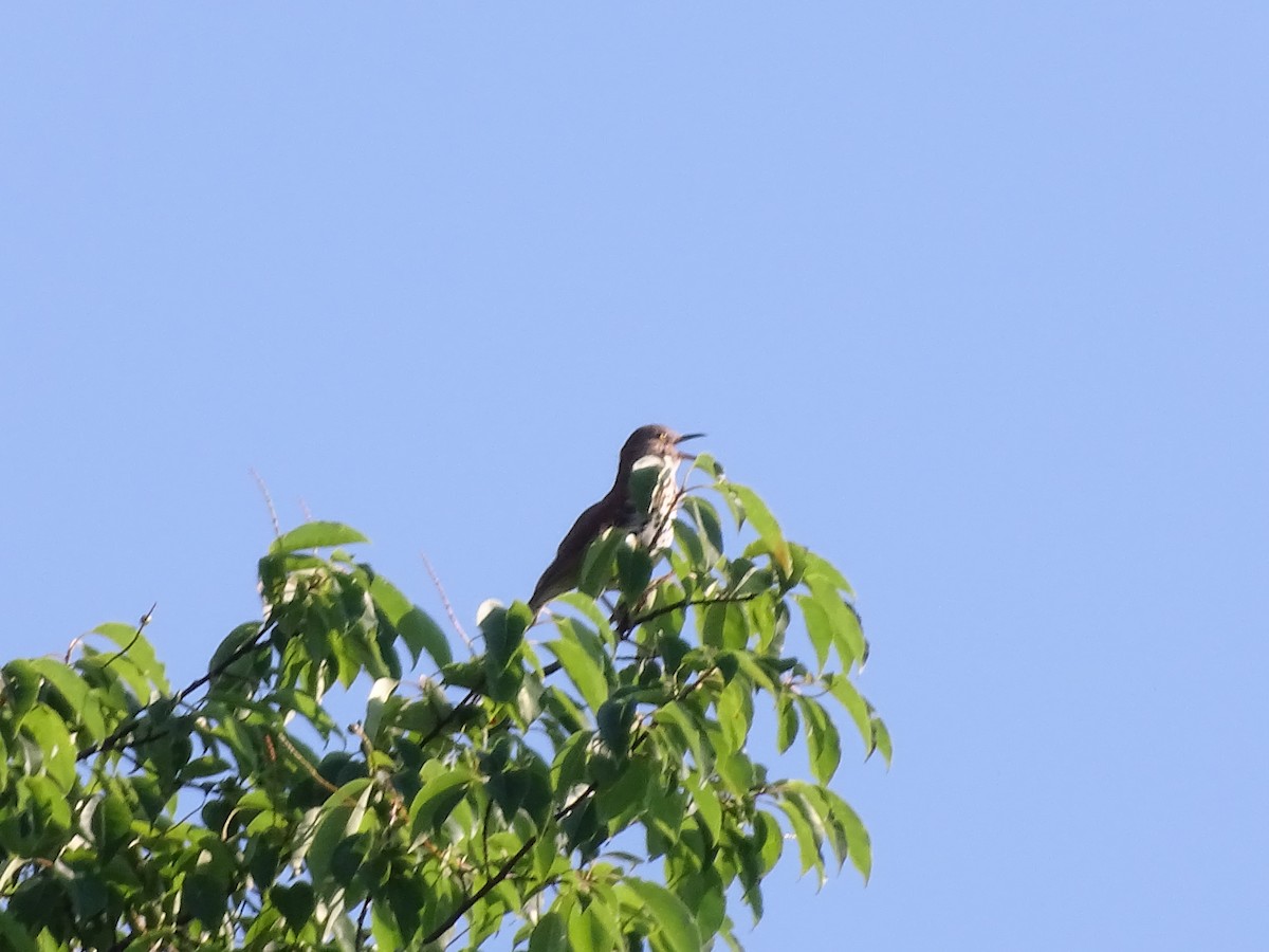 Brown Thrasher - ML620834548