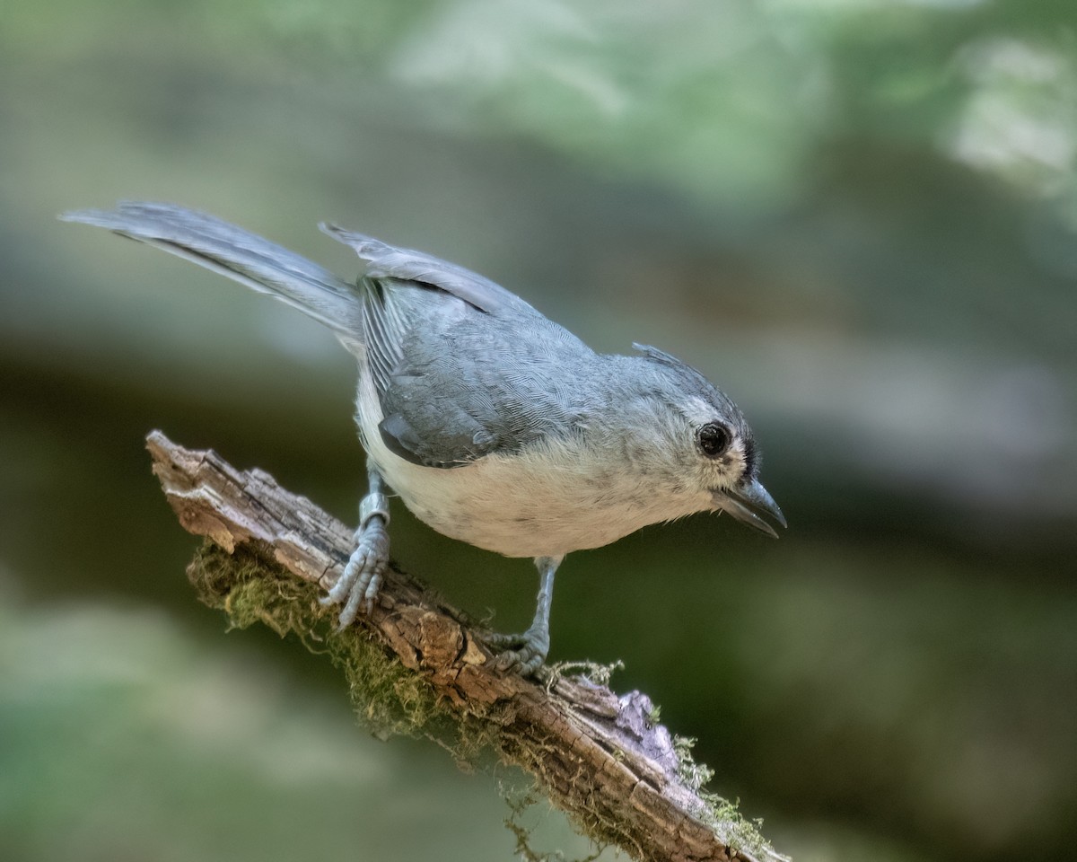 Tufted Titmouse - ML620834549