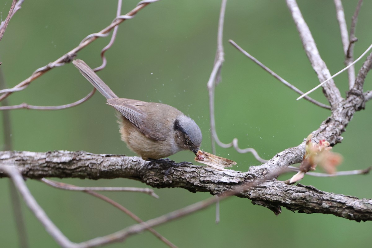 Bushtit - ML620834561