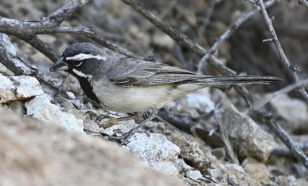 Black-throated Sparrow - ML620834562