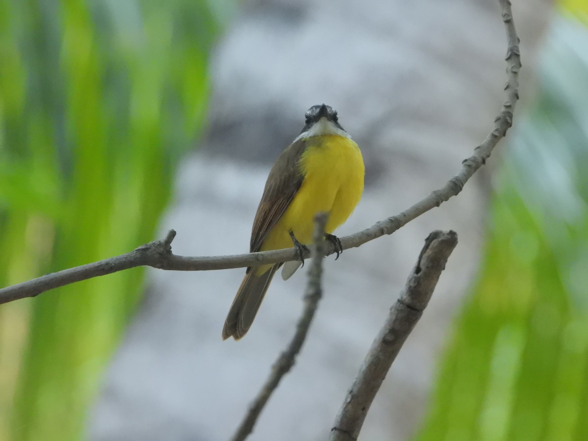 Lesser Kiskadee - ML620834580