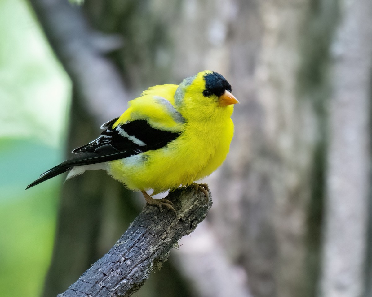 American Goldfinch - ML620834600