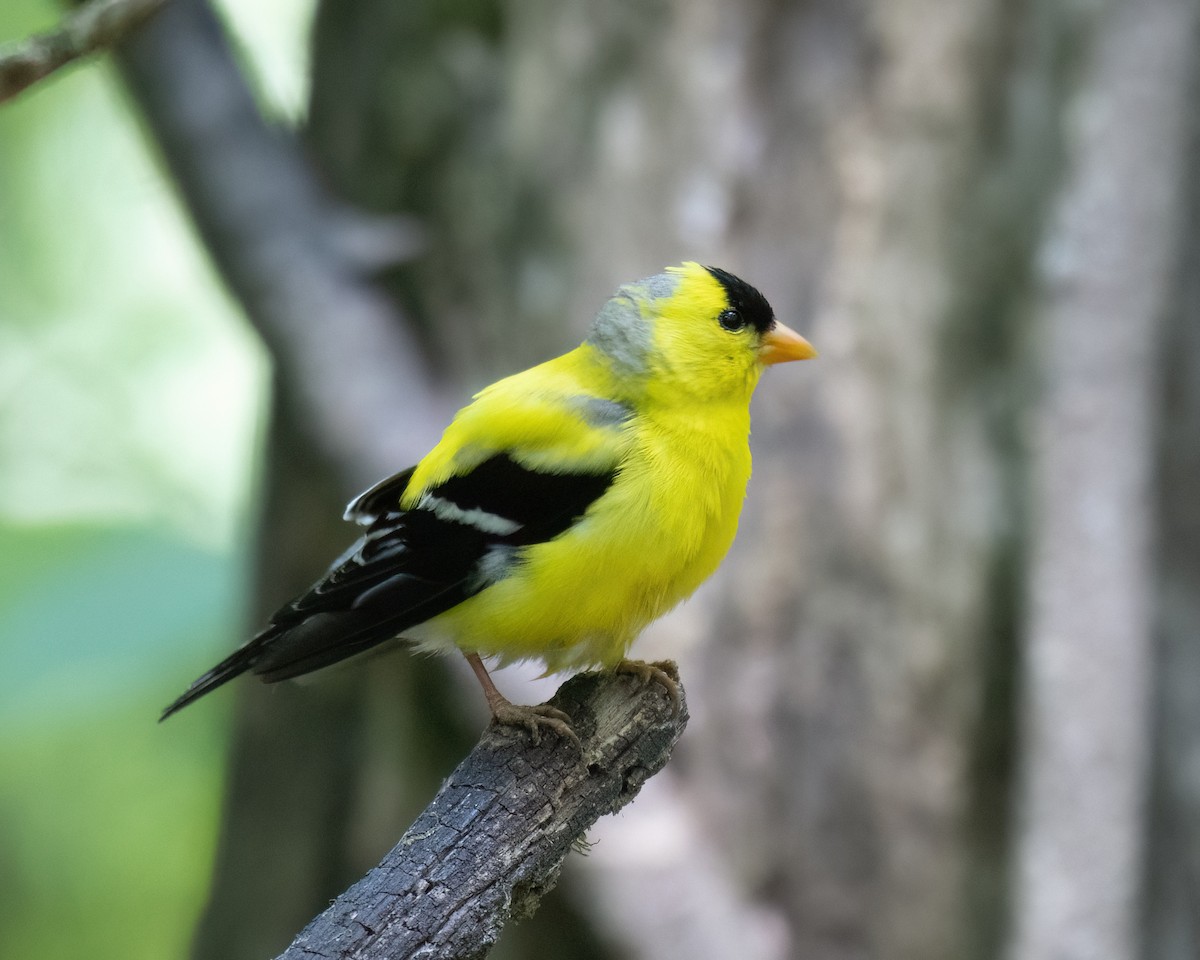 American Goldfinch - ML620834601