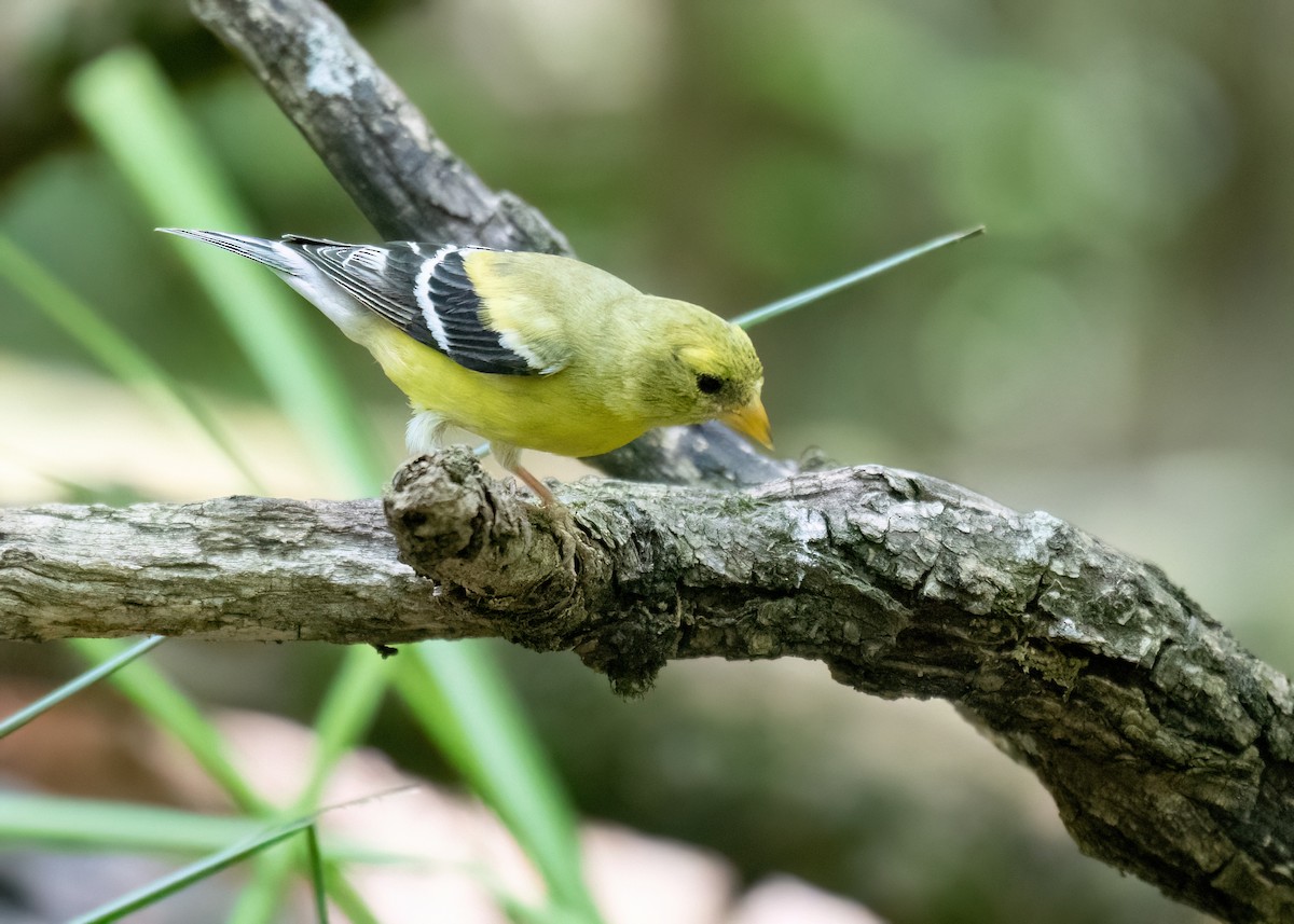 American Goldfinch - ML620834602