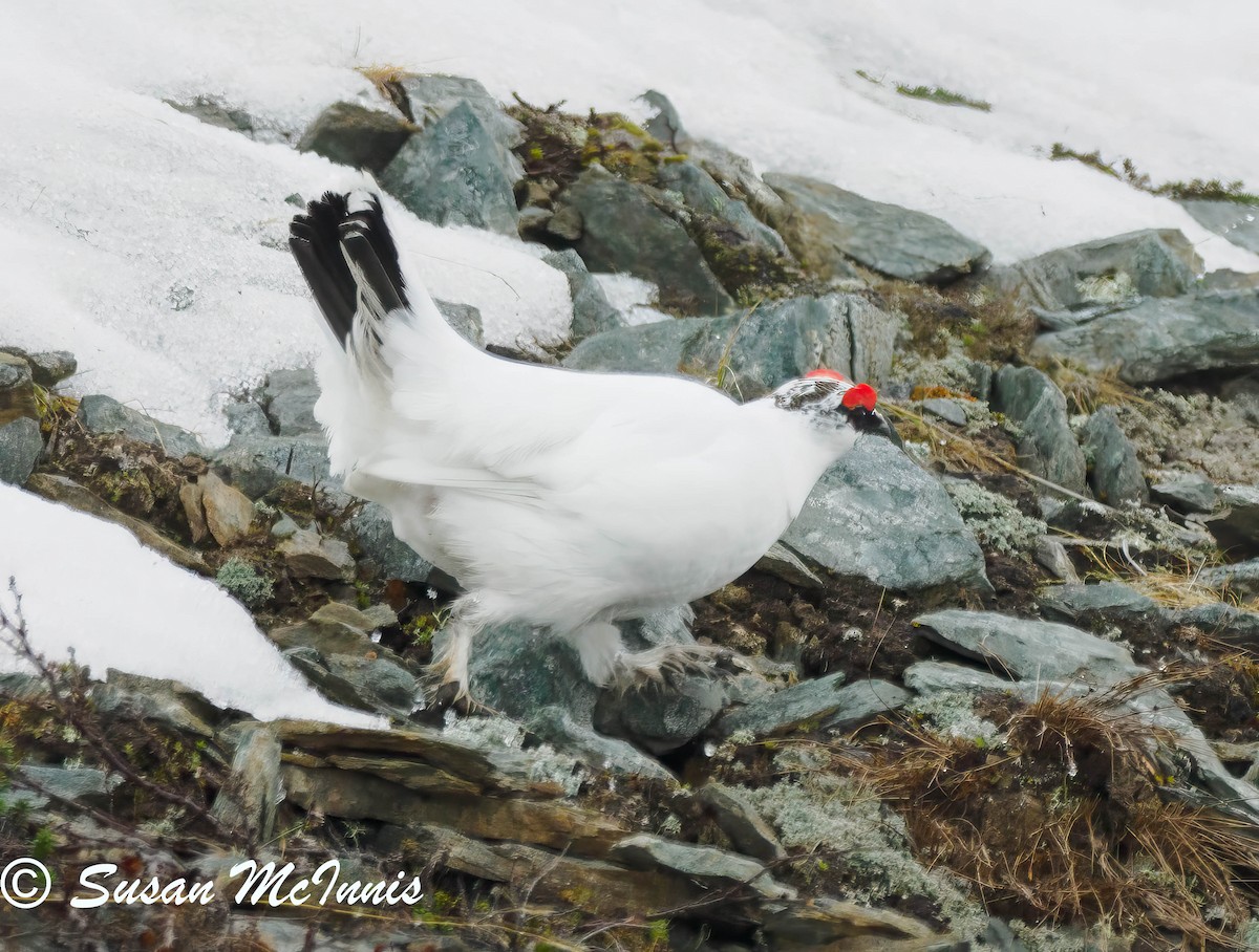 Rock Ptarmigan - ML620834609