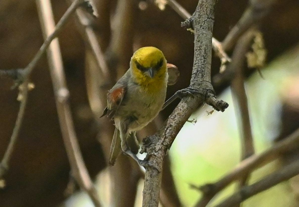 Pájaro Moscón Baloncito - ML620834611