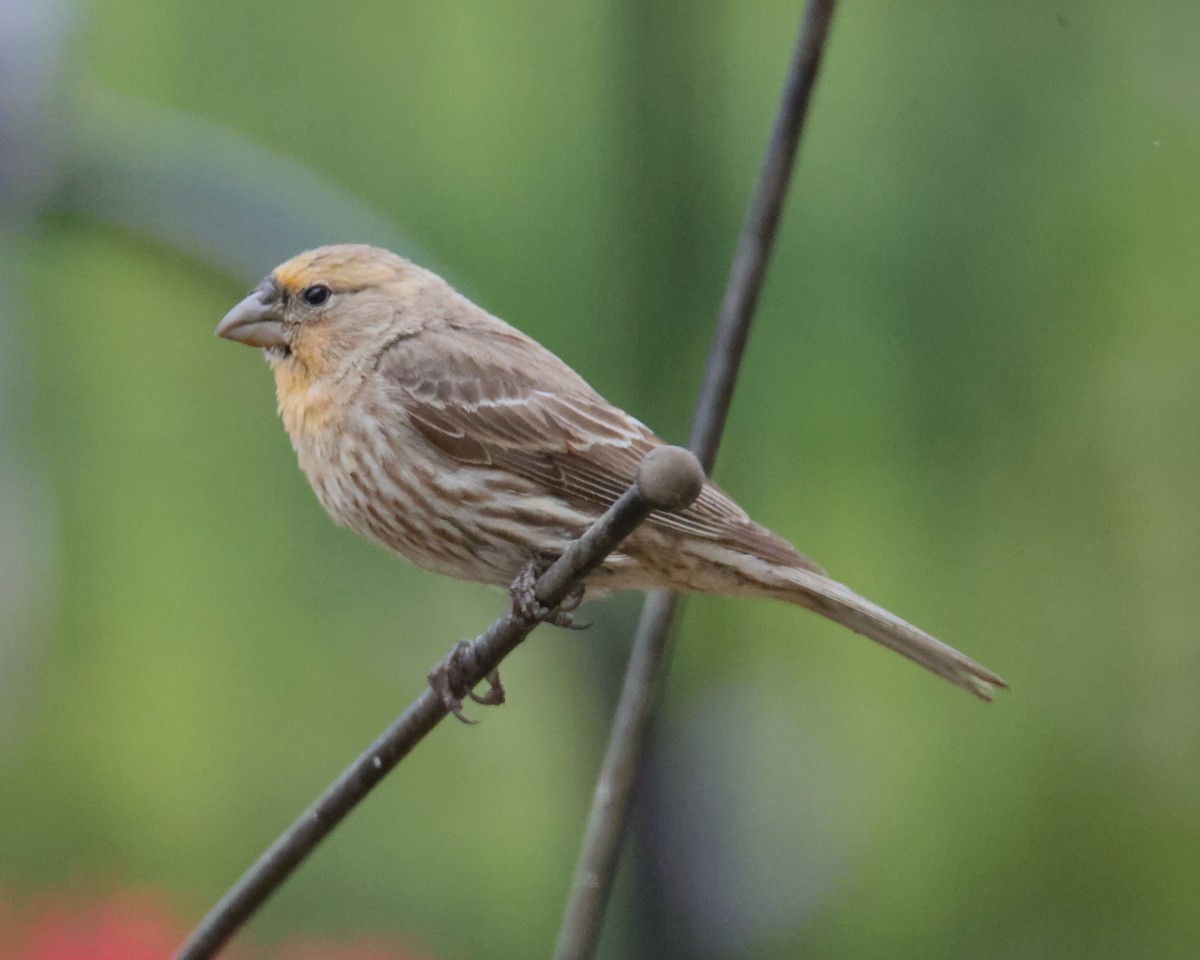 House Finch - ML620834612