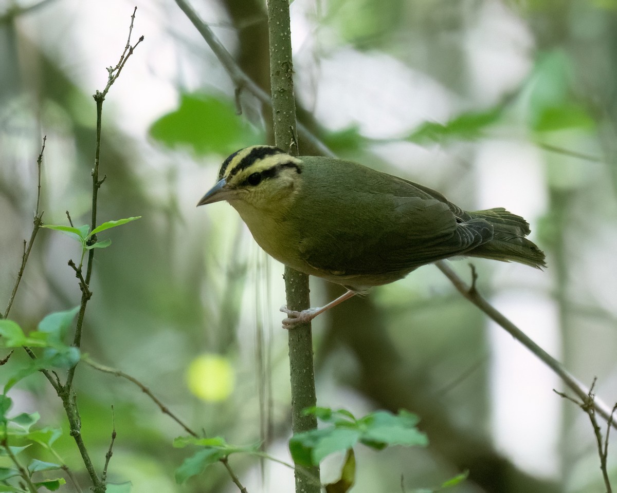 Worm-eating Warbler - ML620834613