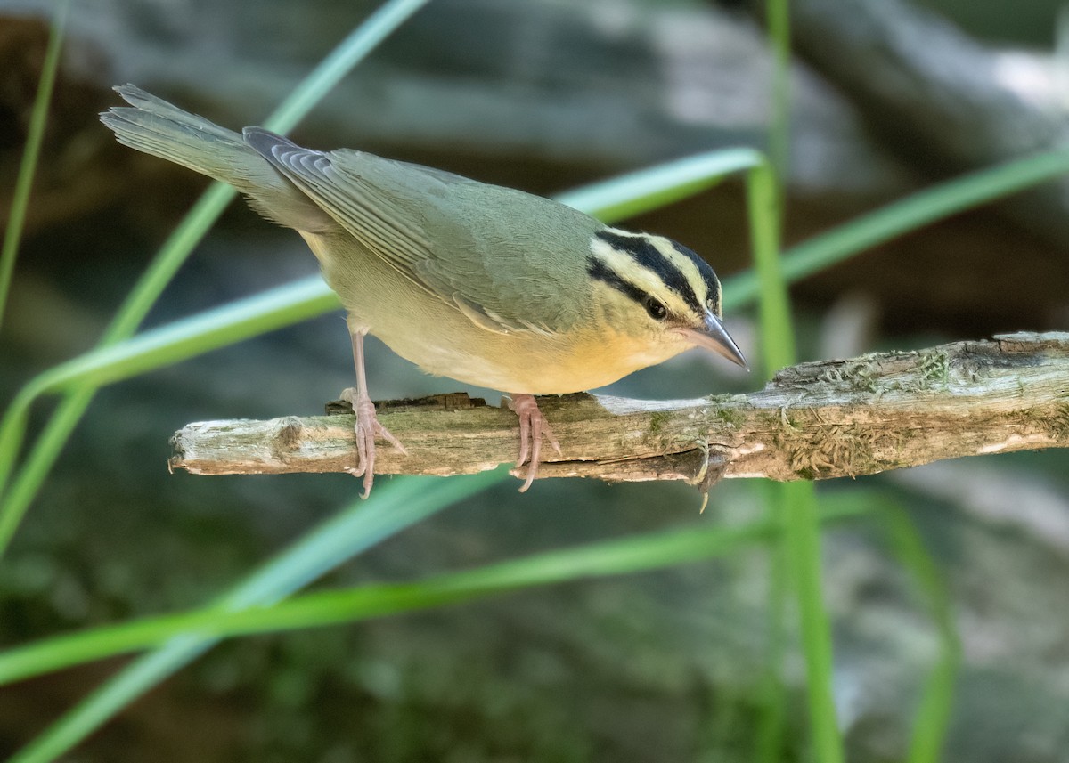 Worm-eating Warbler - ML620834616