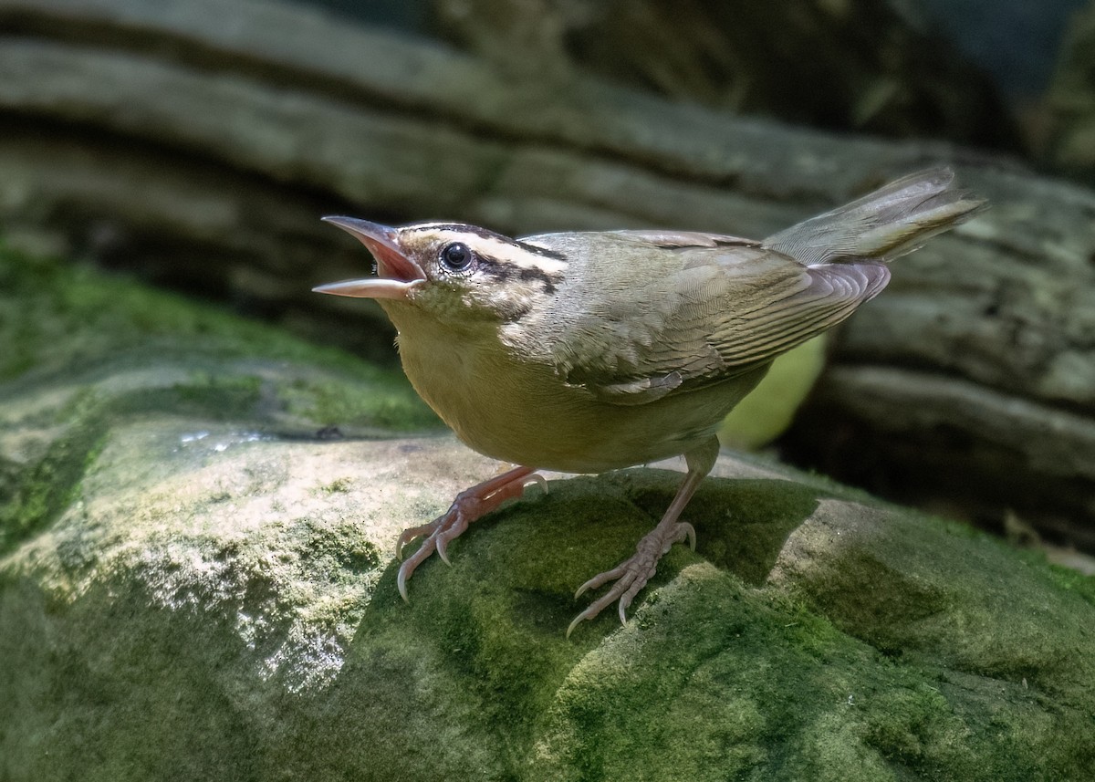 Worm-eating Warbler - ML620834618