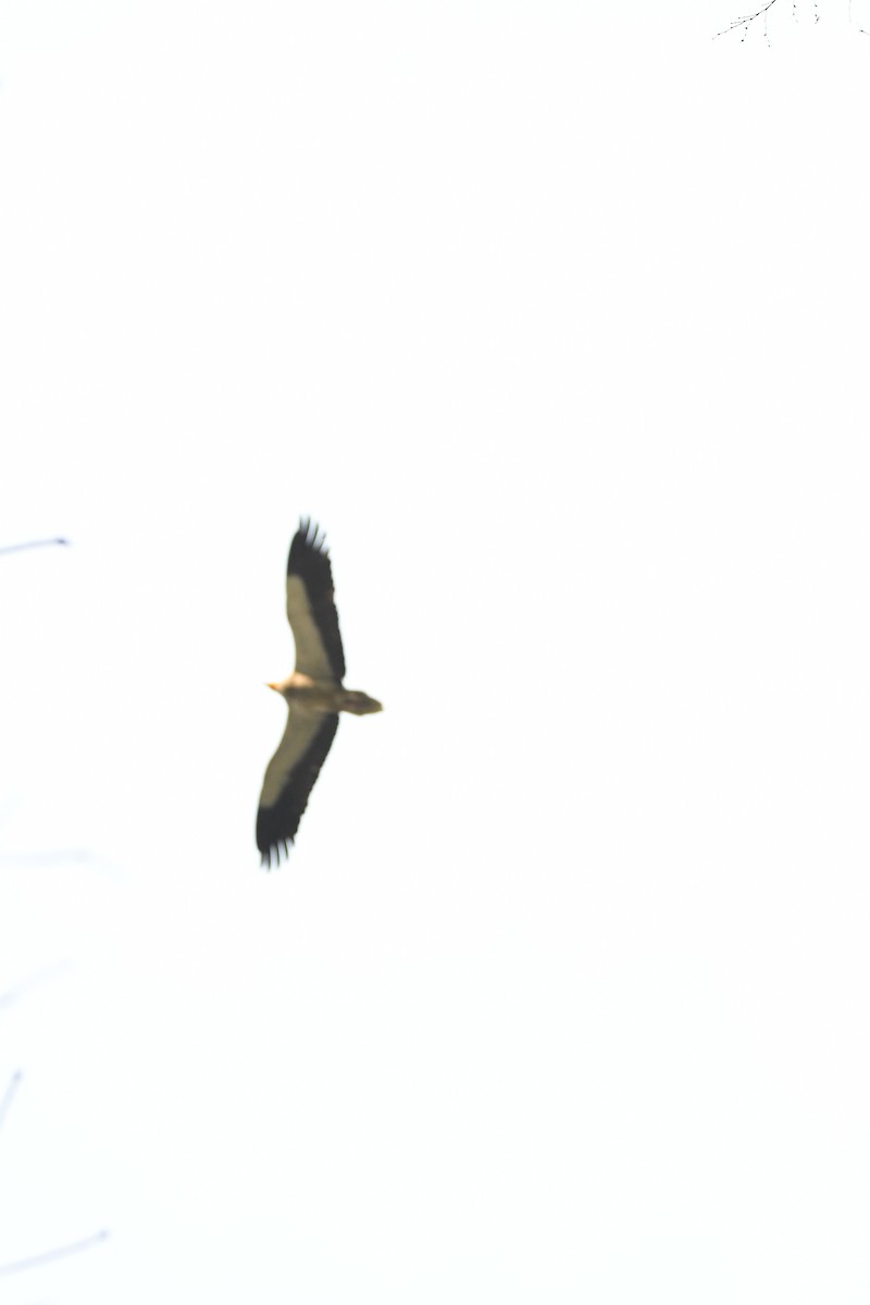 Egyptian Vulture - mark perry