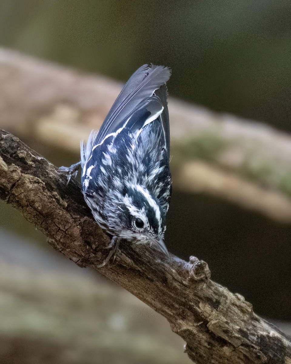 Black-and-white Warbler - ML620834625