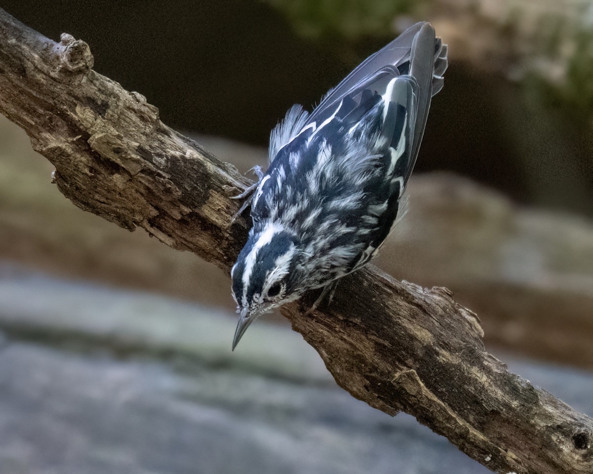 Black-and-white Warbler - ML620834626