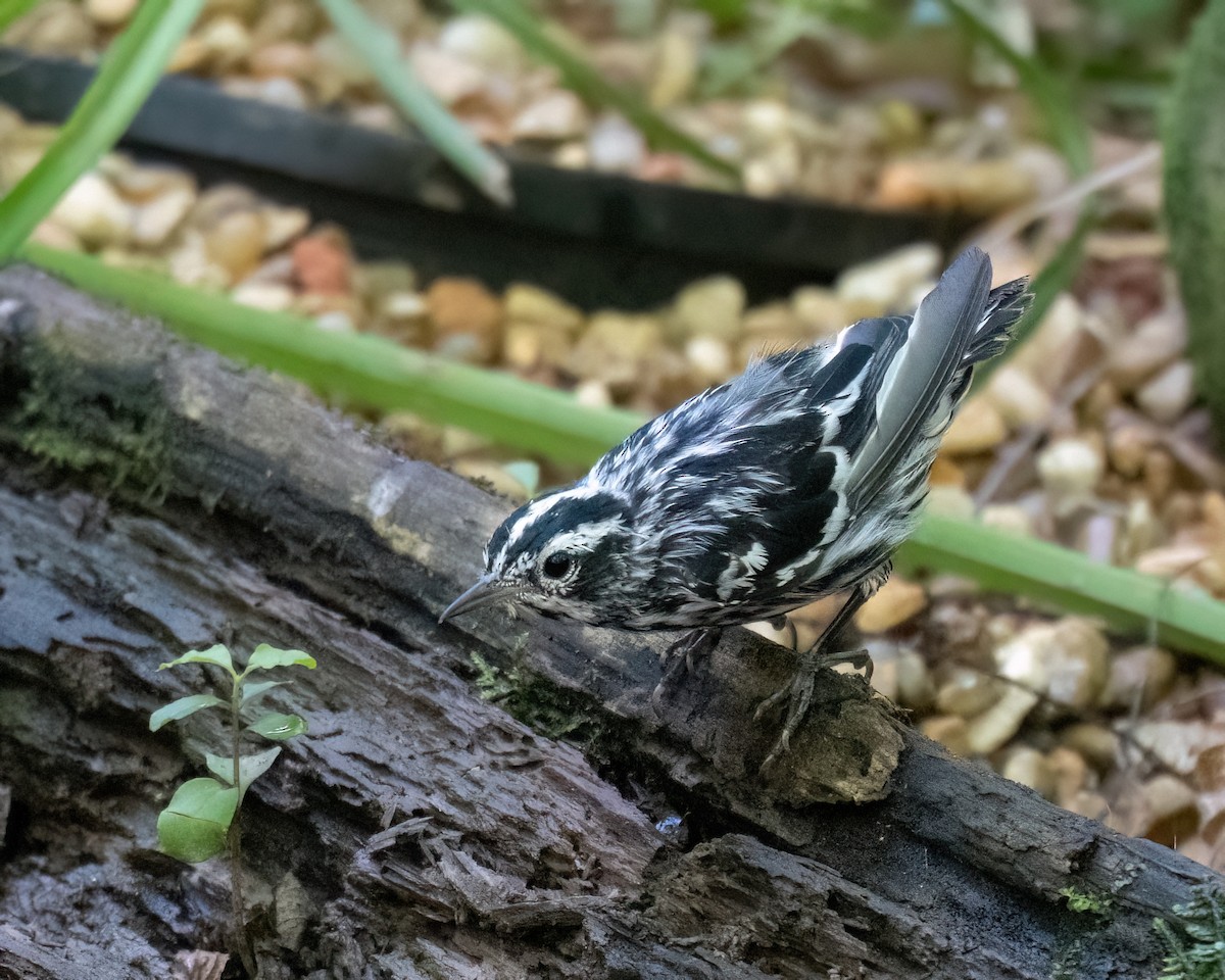 Black-and-white Warbler - ML620834627