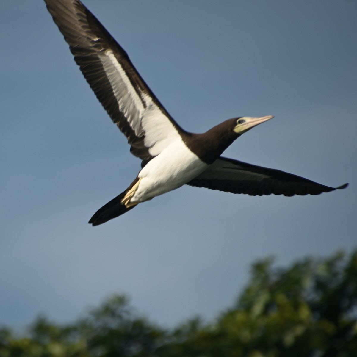 Brown Booby - ML620834655