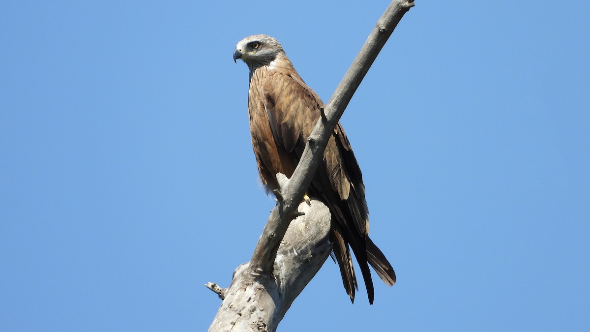 Black Kite - ML620834675