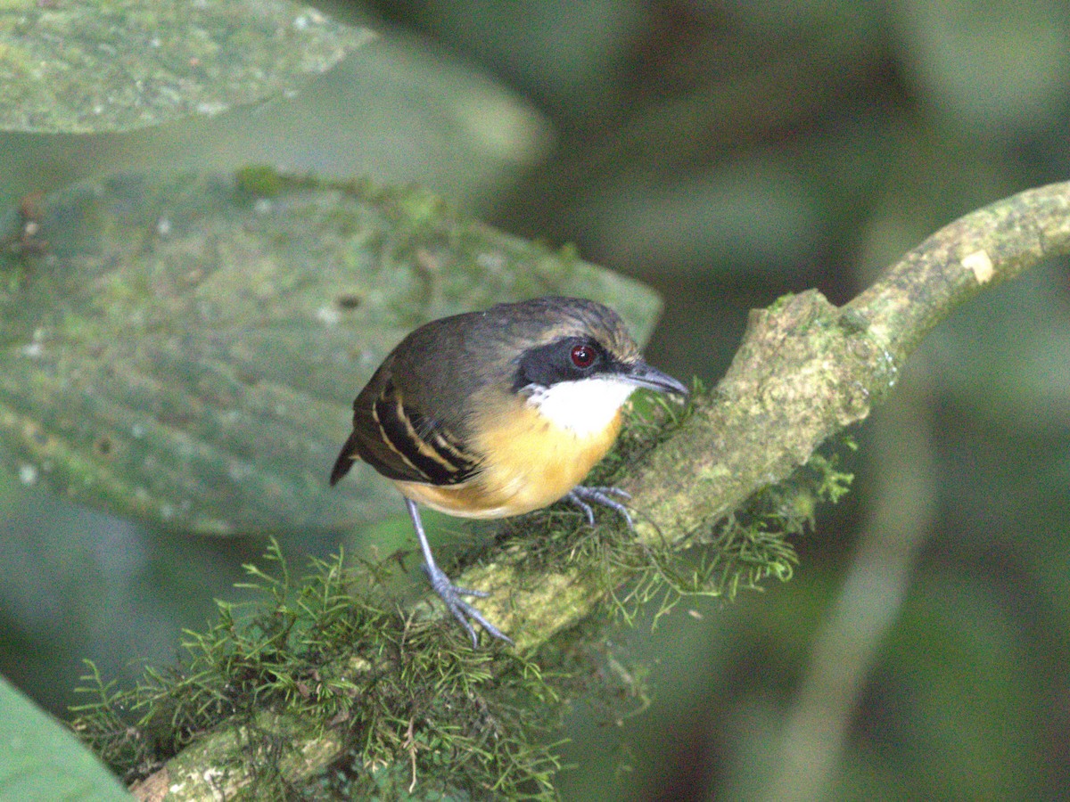 Black-faced Antbird - ML620834688