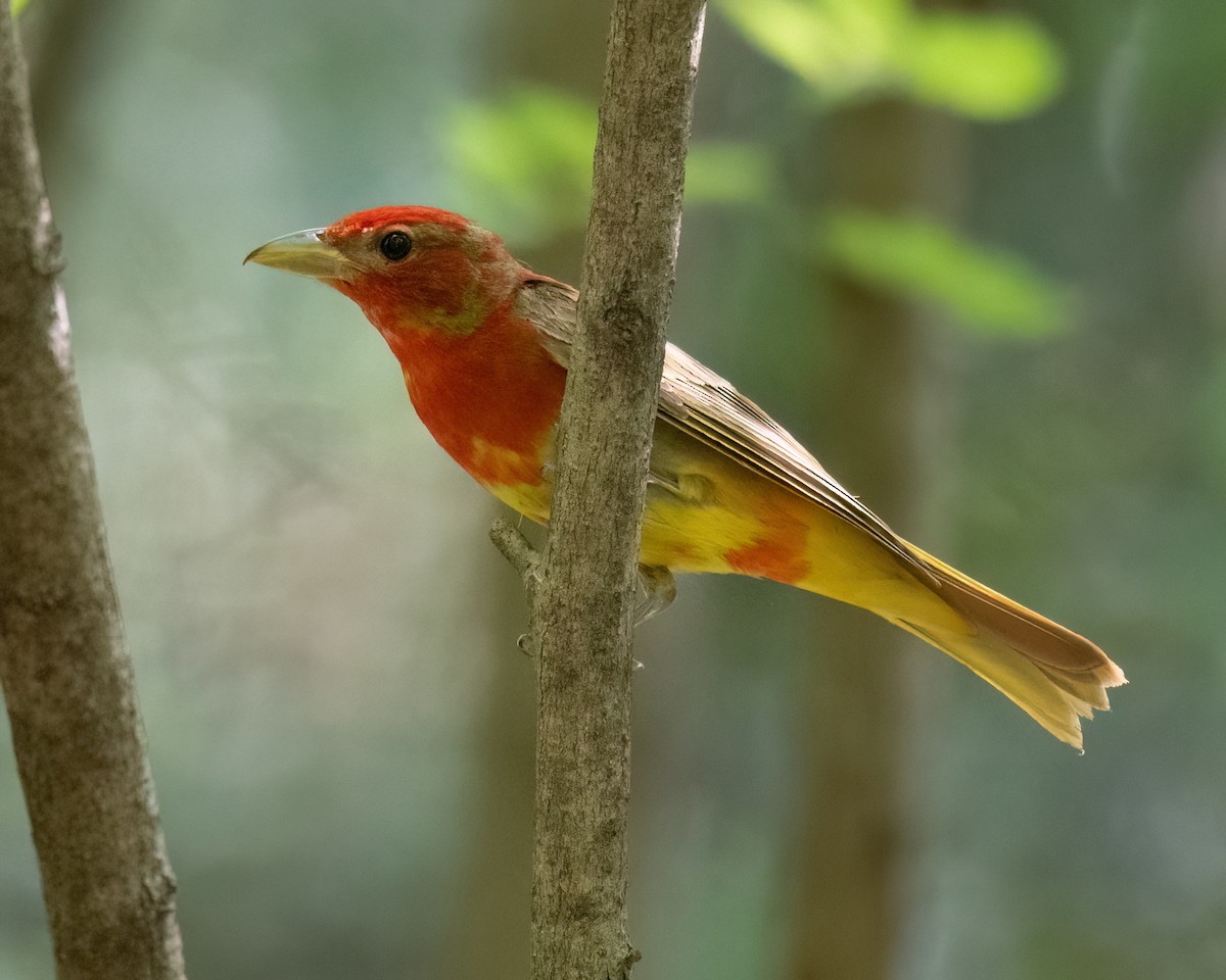 Summer Tanager - Russell Brown