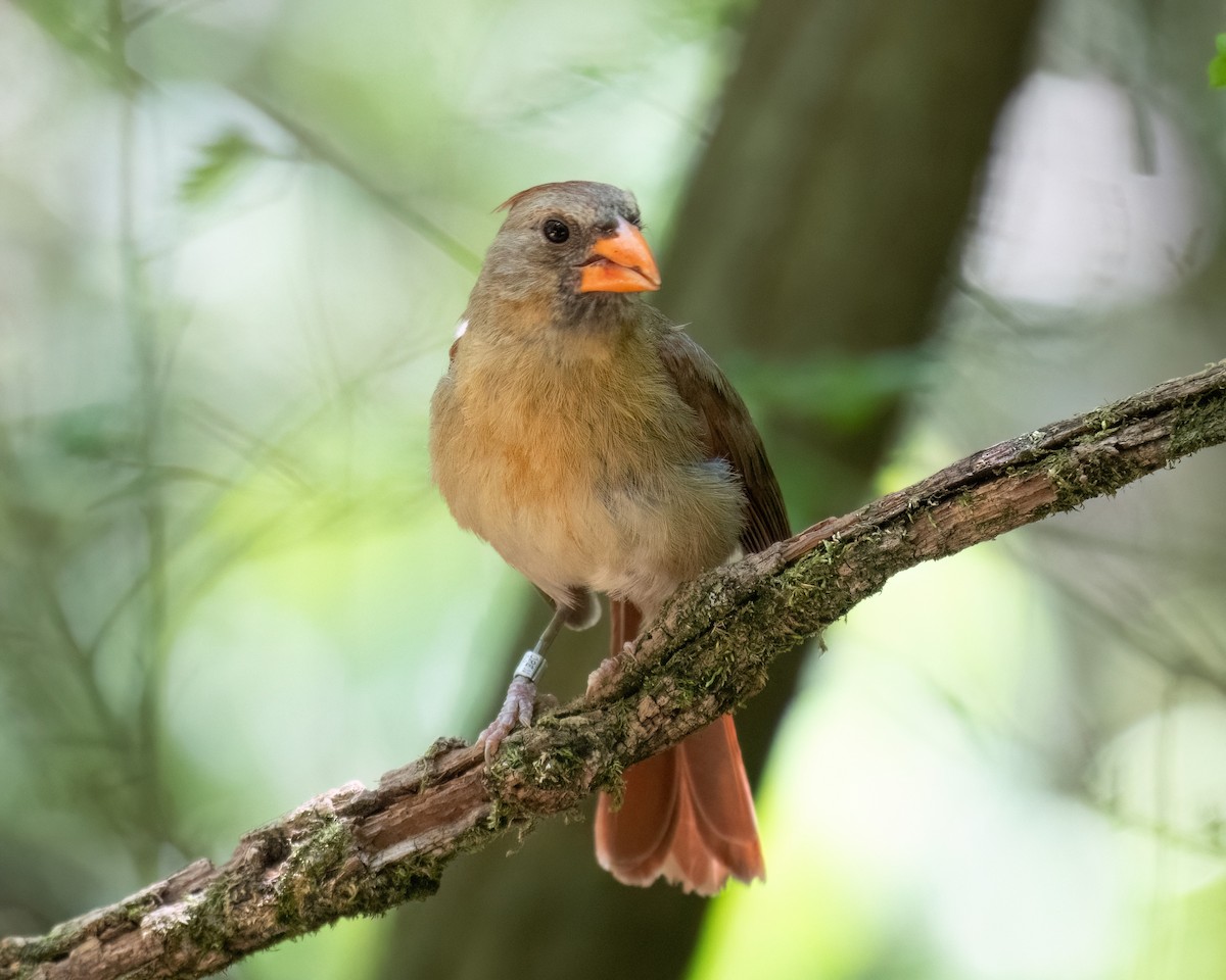 Northern Cardinal - ML620834699