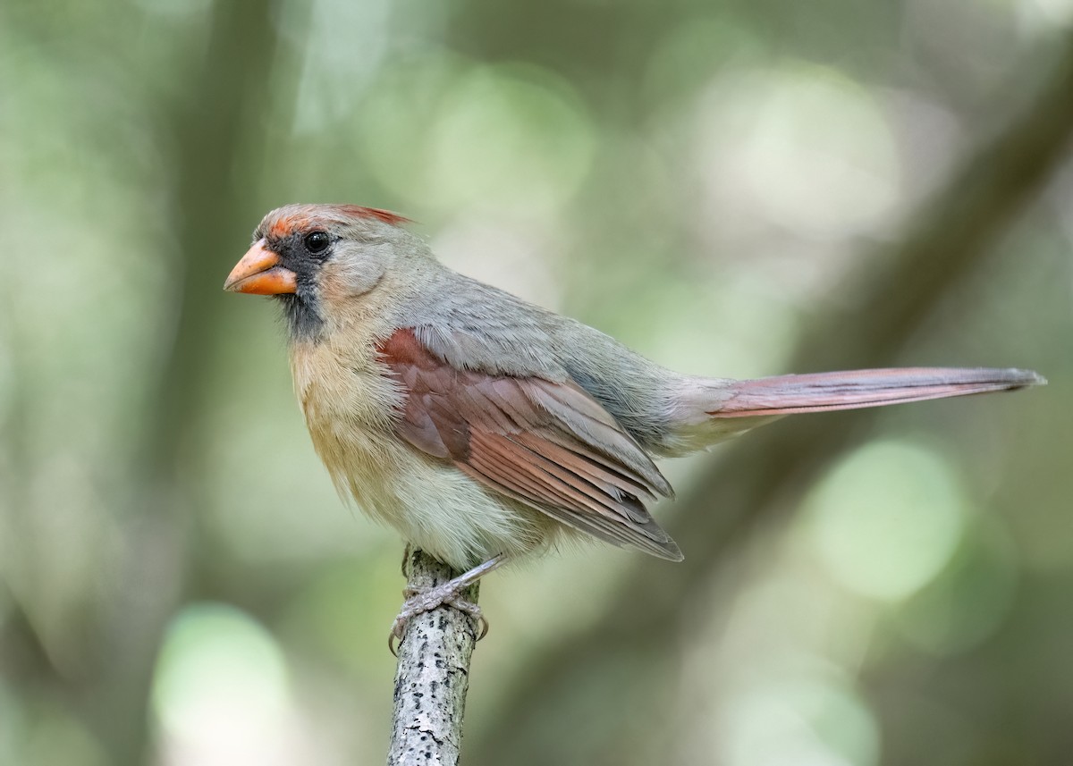 Cardinal rouge - ML620834700