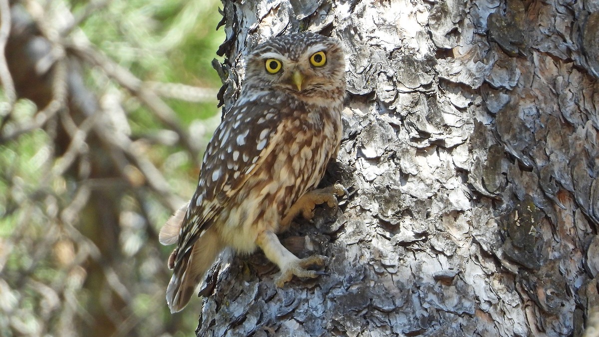 Little Owl - ML620834705