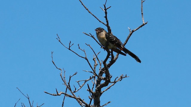 Great Spotted Cuckoo - ML620834708