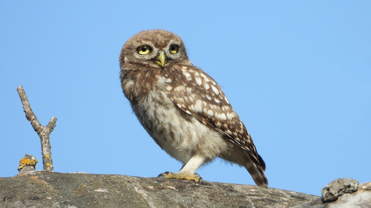 Little Owl - ML620834712