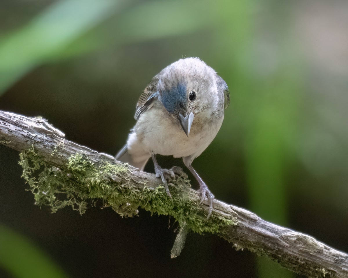 Indigo Bunting - ML620834714