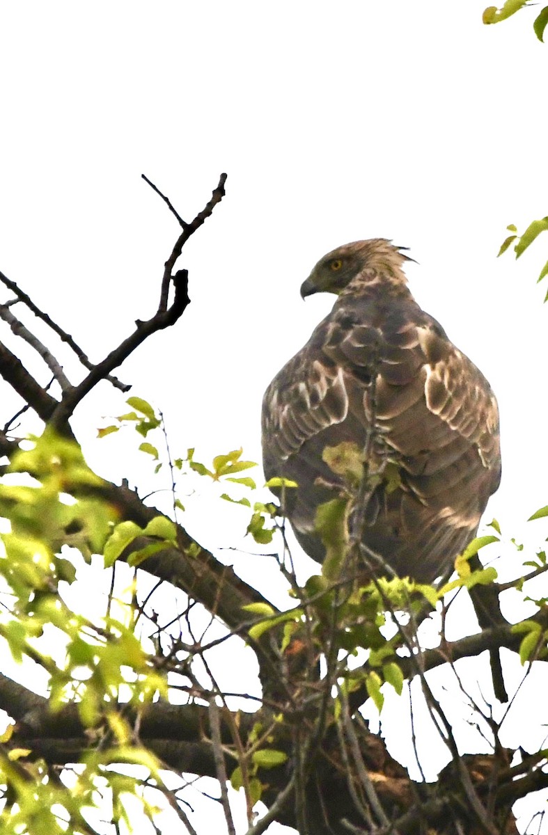 Changeable Hawk-Eagle - ML620834716