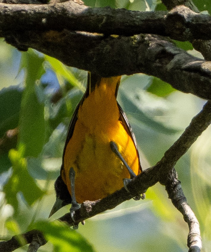 Baltimore Oriole - ML620834719