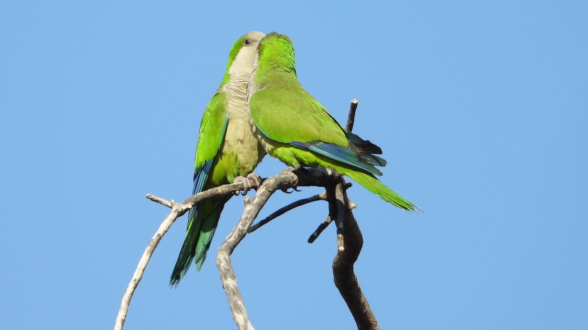 Monk Parakeet - ML620834720