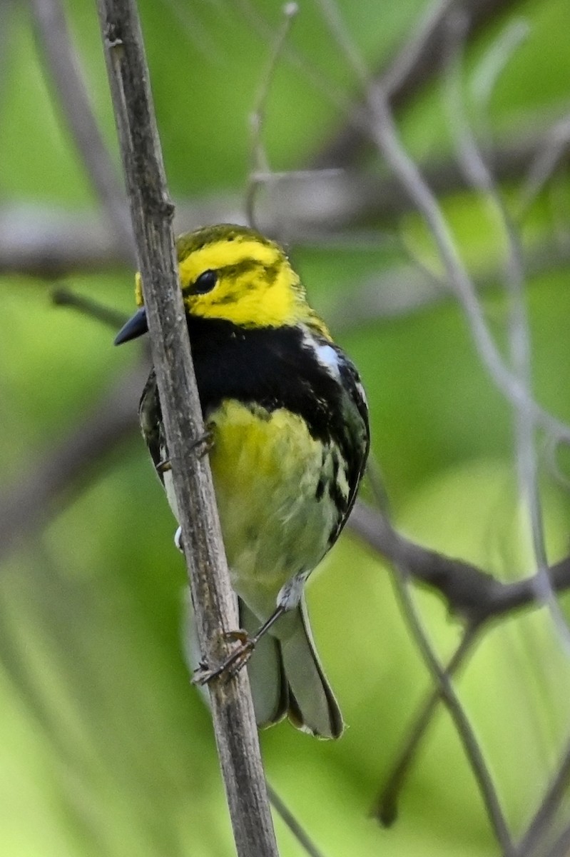 Black-throated Green Warbler - ML620834721