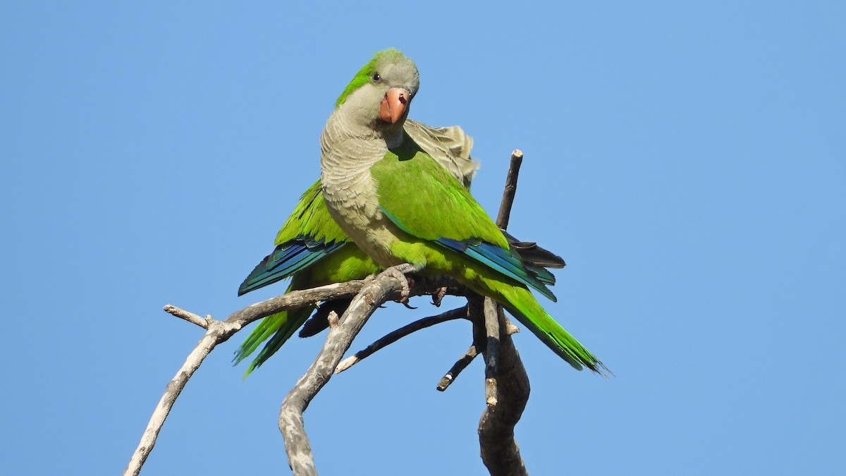 Monk Parakeet - ML620834722