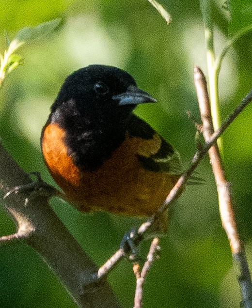 Orchard Oriole - ML620834724