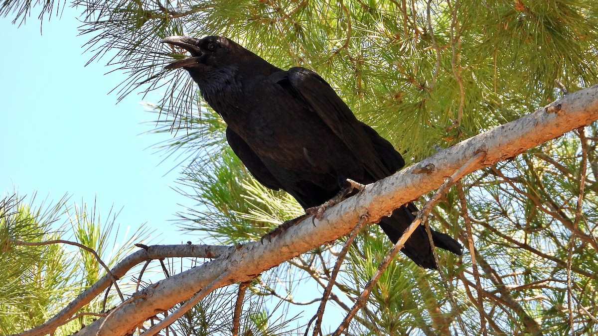 Common Raven - Manuel García Ruiz