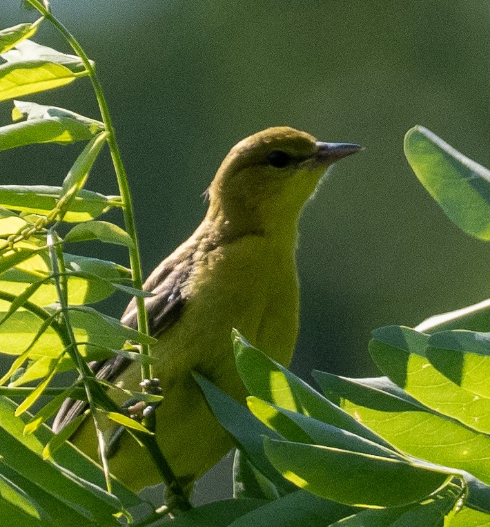 Orchard Oriole - ML620834727