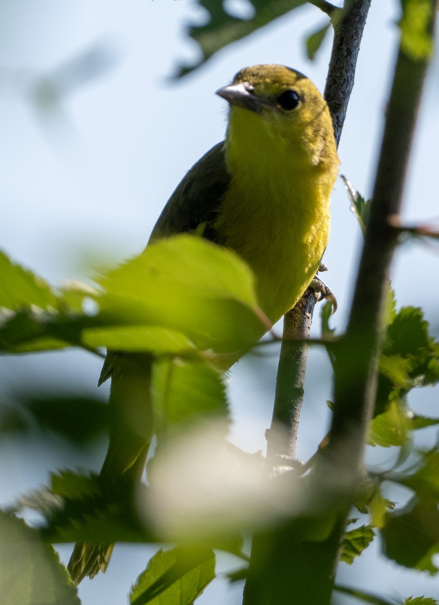Orchard Oriole - ML620834728