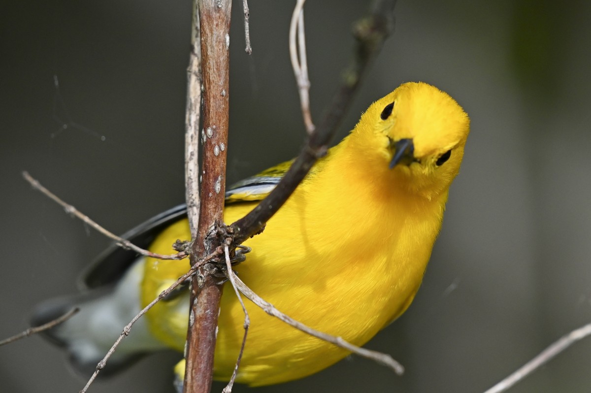 Prothonotary Warbler - ML620834729