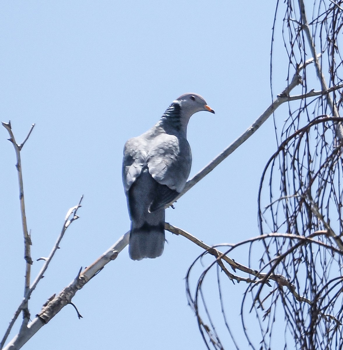 Band-tailed Pigeon - ML620834739