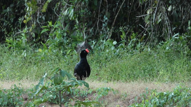 Razor-billed Curassow - ML620834741