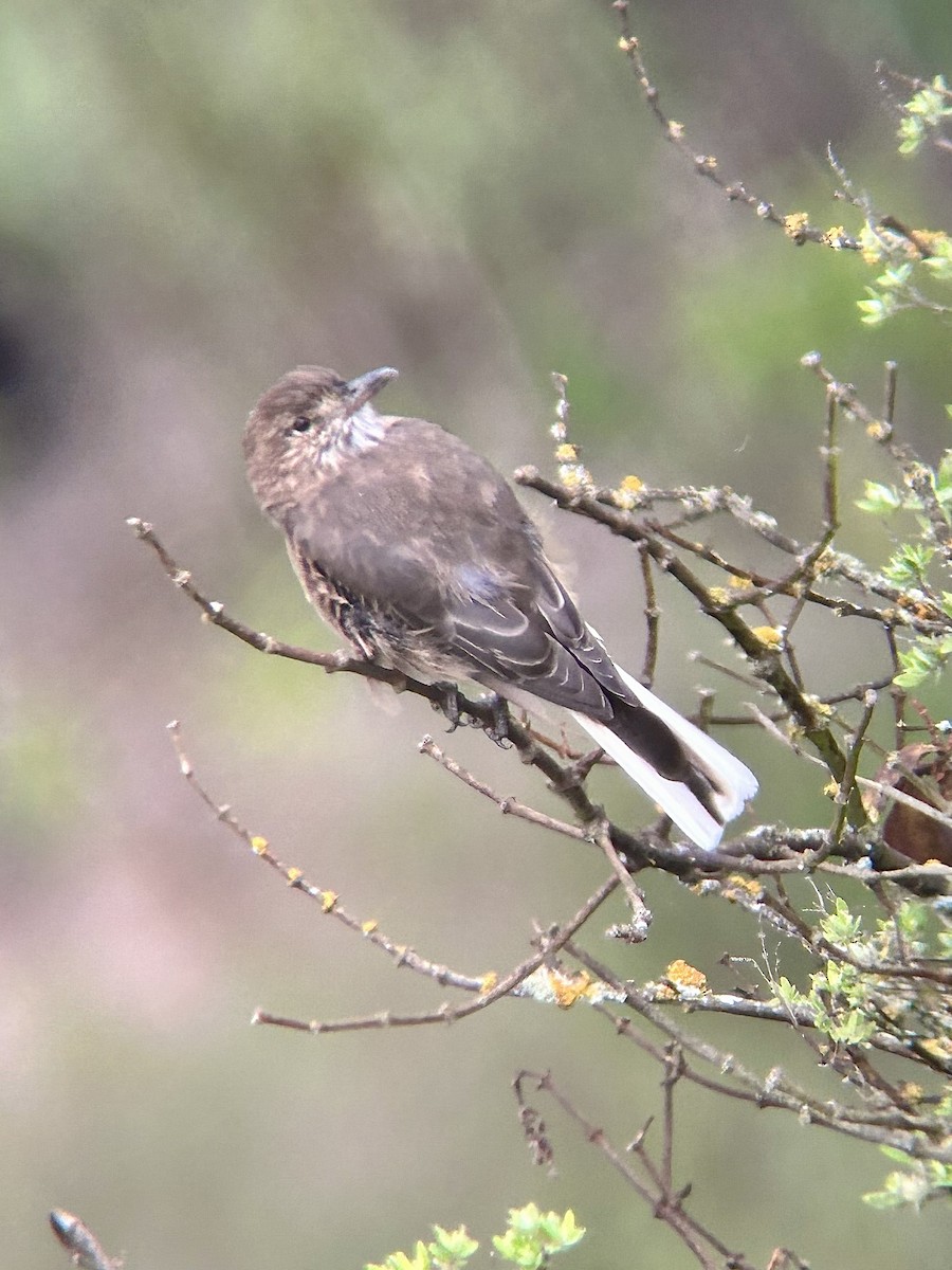 White-tailed Shrike-Tyrant - ML620834745