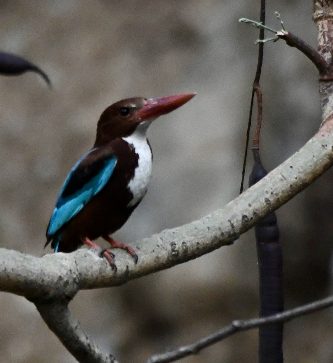 White-throated Kingfisher - ML620834754