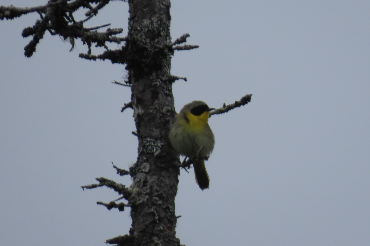 Common Yellowthroat - ML620834762