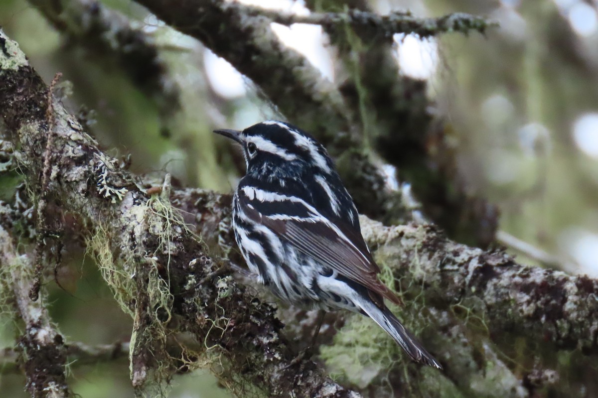 Black-and-white Warbler - ML620834768