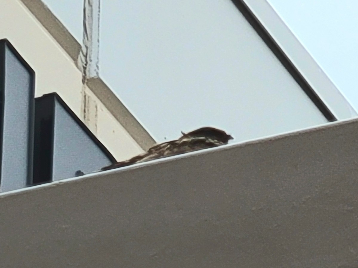 Common Poorwill - ML620834780