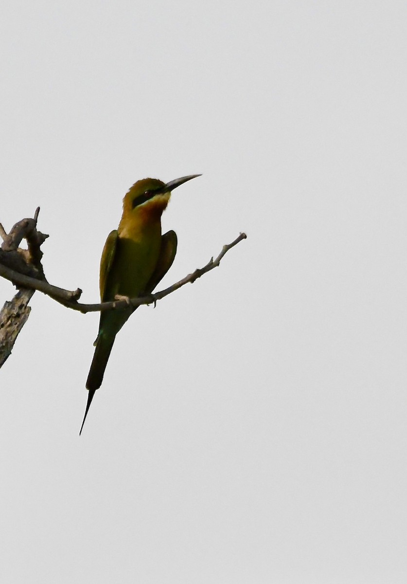 Blue-tailed Bee-eater - ML620834816
