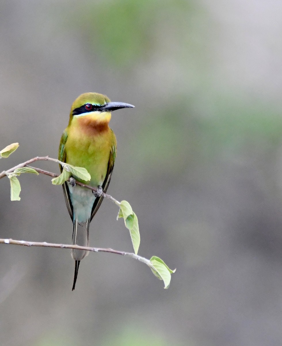 Blue-tailed Bee-eater - ML620834817